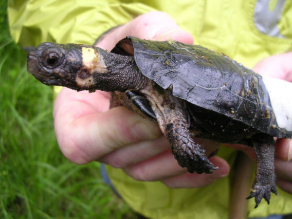 Bog Turtle – Conservation Connect