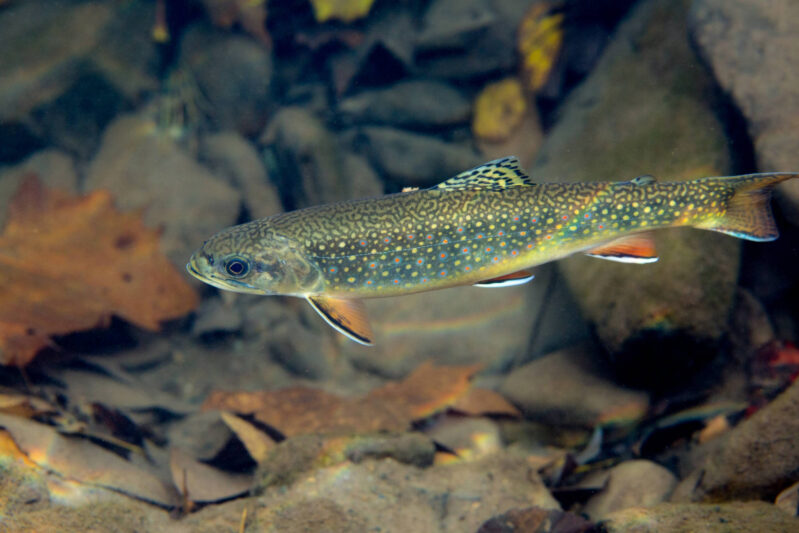 Brook Trout, Photo by Ryan Hagerty, USFWS
