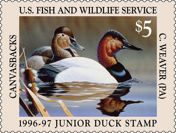 Junior Duck Stamp – Conservation Connect